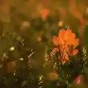 The yellow leaf falls  screen for extension Chrome web store in OffiDocs Chromium