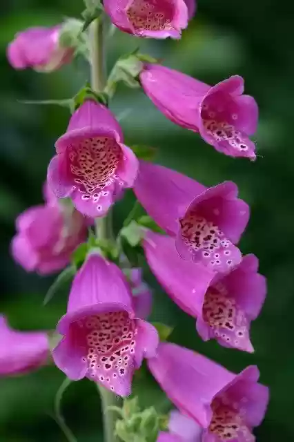Descargue gratis la plantilla de foto gratuita Thimble Flower Plant Close para editar con el editor de imágenes en línea GIMP