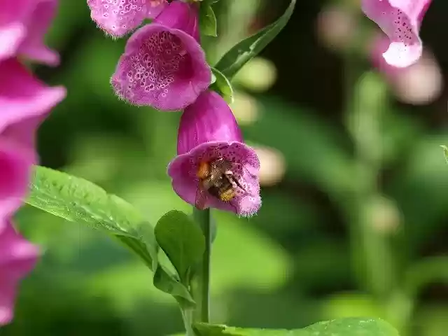 Free download Thimble Garden Flower -  free photo or picture to be edited with GIMP online image editor