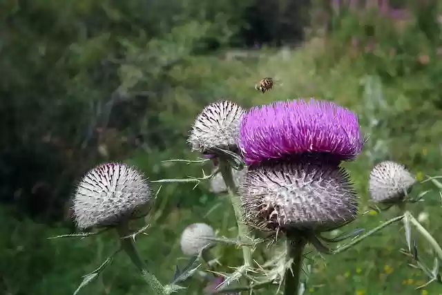 Free download thistle cirsium eriophorum thorny free picture to be edited with GIMP free online image editor