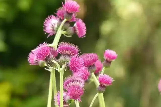 Free download Thistle Flower Meadow -  free photo or picture to be edited with GIMP online image editor