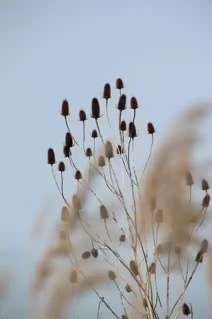 Free download Thistle Flowers Dry Nature Marais -  free photo or picture to be edited with GIMP online image editor