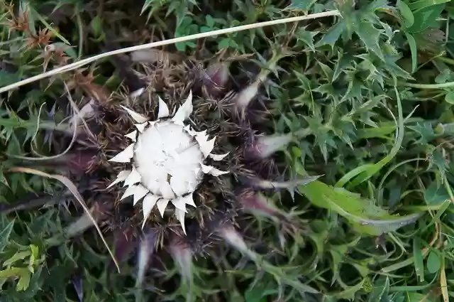Free download Thistle Meadow Blossom -  free photo or picture to be edited with GIMP online image editor