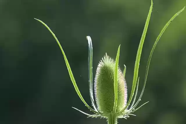 Free download Thistle Plants Horticulture -  free photo or picture to be edited with GIMP online image editor