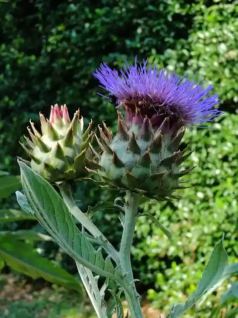 Free download Thistles Botany Thorny -  free photo or picture to be edited with GIMP online image editor