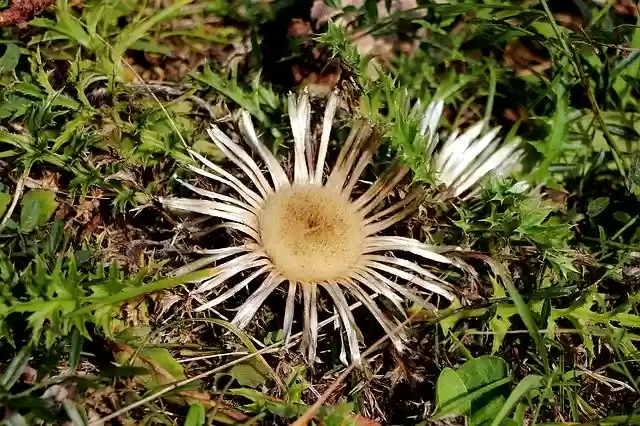 Free download Thistle Silver Spur -  free photo or picture to be edited with GIMP online image editor