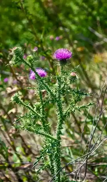 Free download Thistle Spikes Meadow -  free photo or picture to be edited with GIMP online image editor
