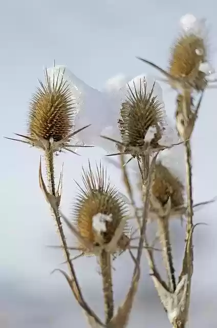 Free download Thistles Snow Winter -  free photo or picture to be edited with GIMP online image editor