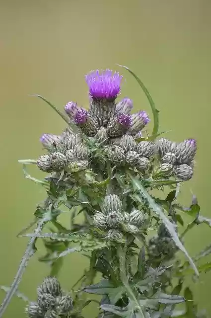 Free download Thistle Swamp-Scratch-Thistle -  free photo or picture to be edited with GIMP online image editor