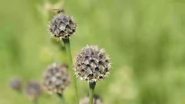 Free download Thistle Wildflowers Flower -  free photo or picture to be edited with GIMP online image editor