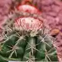Thorny cactus and flower sprouts  screen for extension Chrome web store in OffiDocs Chromium