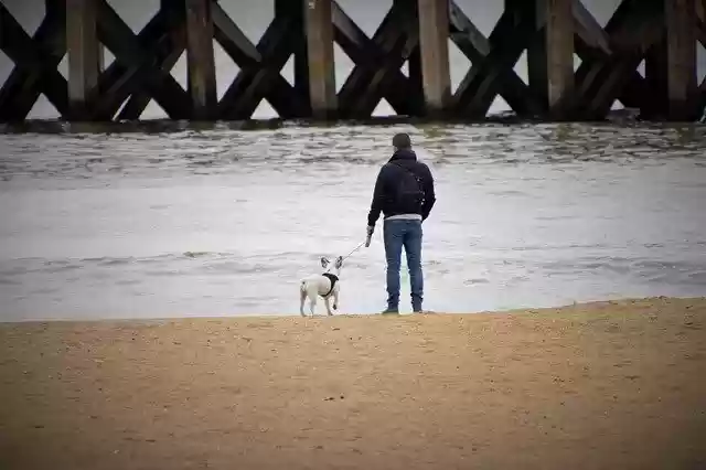 Free download Thoughts Ride Dog -  free photo or picture to be edited with GIMP online image editor