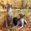 Three dogs  screen for extension Chrome web store in OffiDocs Chromium