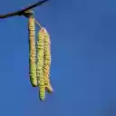 Three flower bosses  screen for extension Chrome web store in OffiDocs Chromium