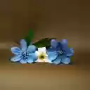 Three flowers  screen for extension Chrome web store in OffiDocs Chromium