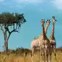 Three giraffes  screen for extension Chrome web store in OffiDocs Chromium