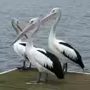 three pelicans wallpaper  screen for extension Chrome web store in OffiDocs Chromium