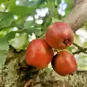 Three ripe apples  screen for extension Chrome web store in OffiDocs Chromium