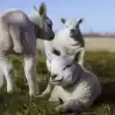 Three sheeps  screen for extension Chrome web store in OffiDocs Chromium
