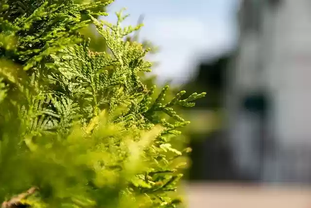 Free download thuja tree nature close up free picture to be edited with GIMP free online image editor