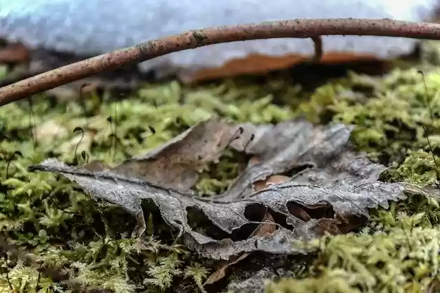 സൗജന്യ ഡൗൺലോഡ് ടിക്കറ്റ് ട്രീ നേച്ചർ - GIMP ഓൺലൈൻ ഇമേജ് എഡിറ്റർ ഉപയോഗിച്ച് എഡിറ്റ് ചെയ്യേണ്ട സൗജന്യ ഫോട്ടോയോ ചിത്രമോ