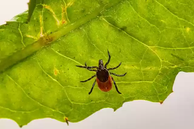 Free download tick insect parasitic arachnid free picture to be edited with GIMP free online image editor