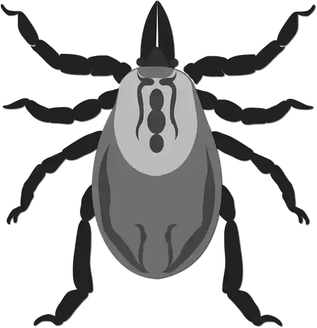 Free download Tick Lyme Disease -  free illustration to be edited with GIMP free online image editor