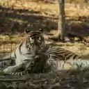Tiger and Cub Resting in Sunlit Forest  screen for extension Chrome web store in OffiDocs Chromium