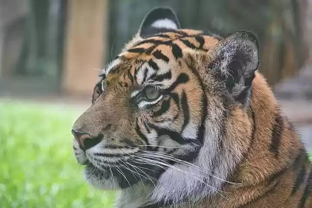 Free download tiger cat face mammal hunter prey free picture to be edited with GIMP free online image editor