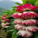 tiger claw flower wallpaper  screen for extension Chrome web store in OffiDocs Chromium