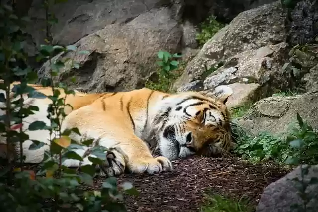 Free download tiger predator mammal asleep cat free picture to be edited with GIMP free online image editor