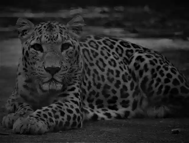 Free download Tiger Spotted Predator -  free photo or picture to be edited with GIMP online image editor