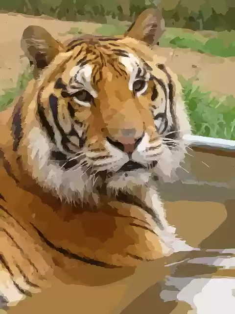 Free download Tiger Sumatran Predator - Free vector graphic on Pixabay free illustration to be edited with GIMP free online image editor