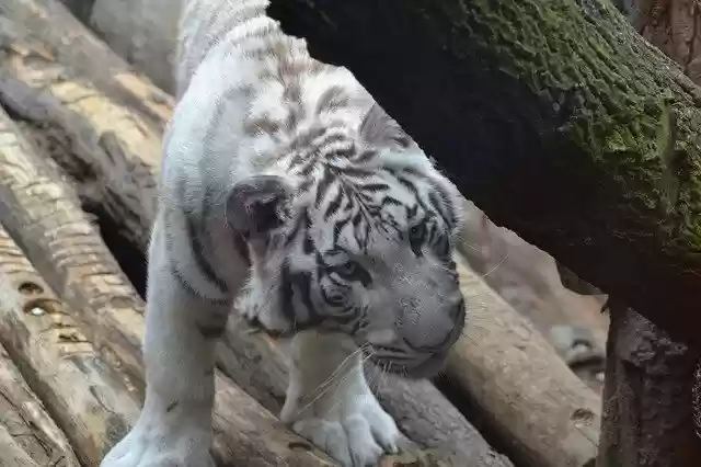 Free download Tiger White Zoo -  free photo or picture to be edited with GIMP online image editor