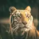 tiger with colorful stripes  screen for extension Chrome web store in OffiDocs Chromium