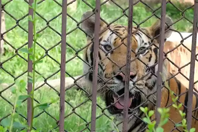 Free download Tiger Zoo -  free photo or picture to be edited with GIMP online image editor