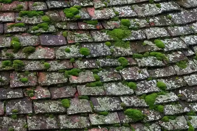 Free download Tiles Moss Roof -  free free photo or picture to be edited with GIMP online image editor