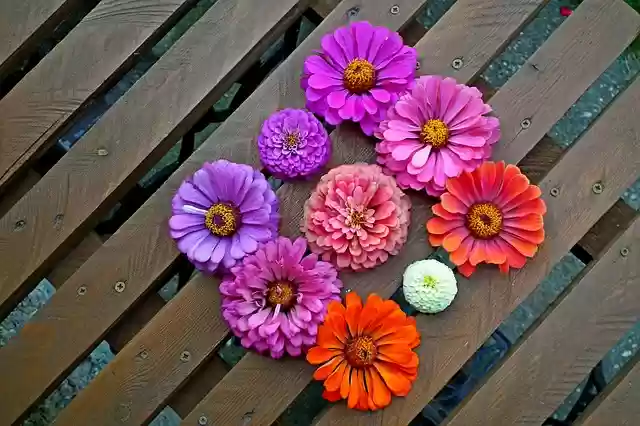 Free download Tin Flowers Colorful free photo template to be edited with GIMP online image editor