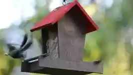 Free download Tit Bird Food -  free video to be edited with OpenShot online video editor