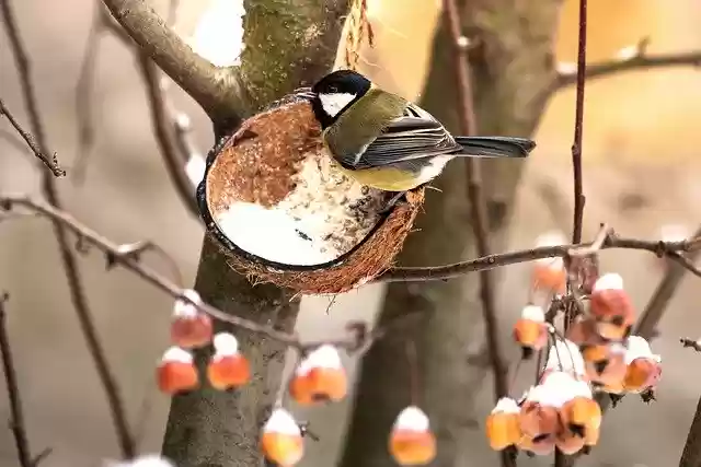 Free download Tit Bird Winter free photo template to be edited with GIMP online image editor