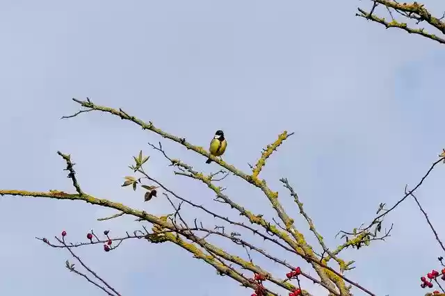 Free download Titmouse Széncinke Bird -  free photo template to be edited with GIMP online image editor