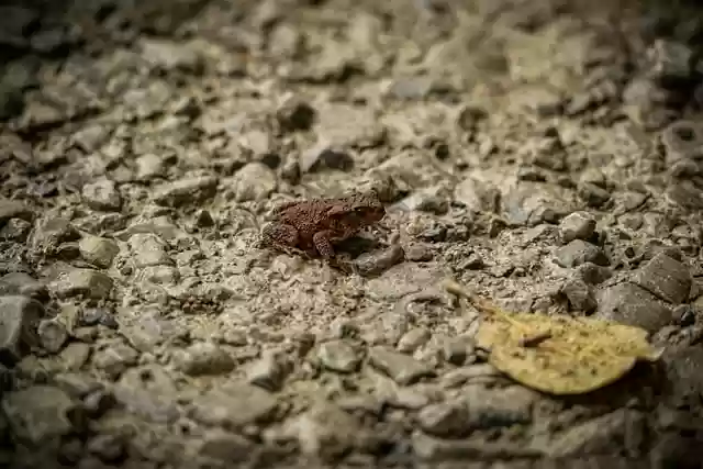 Free download toad amphibian road fall animal free picture to be edited with GIMP free online image editor