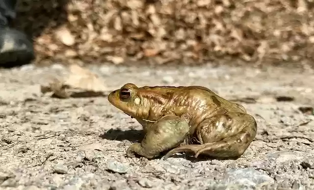 Free download Toad Amphibians Water -  free photo or picture to be edited with GIMP online image editor