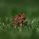 Toad and Green Grass  screen for extension Chrome web store in OffiDocs Chromium