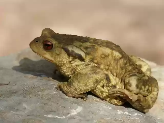 Free download Toad Batrachian Amphibious -  free free photo or picture to be edited with GIMP online image editor