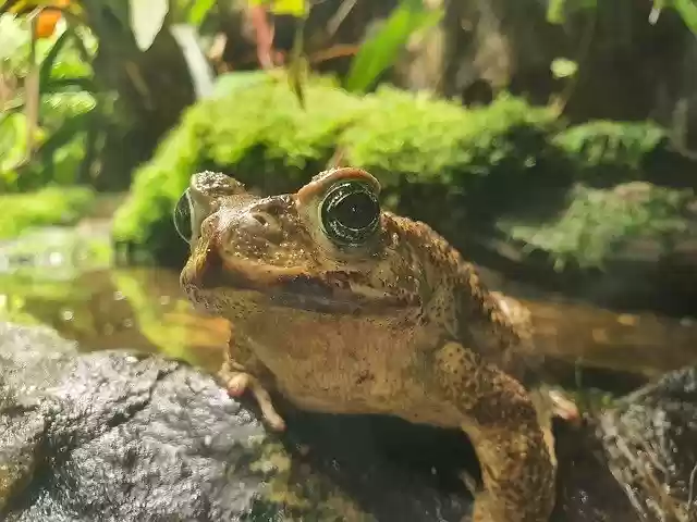 Free download Toad Nature Autumn -  free photo or picture to be edited with GIMP online image editor
