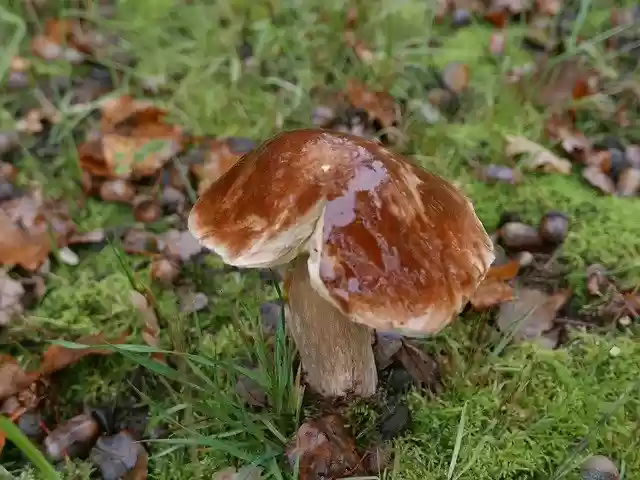 Free download Toadstool Fungi -  free photo or picture to be edited with GIMP online image editor