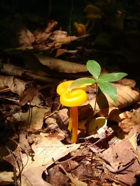 Free download Toadstool Mushroom Forest -  free photo or picture to be edited with GIMP online image editor