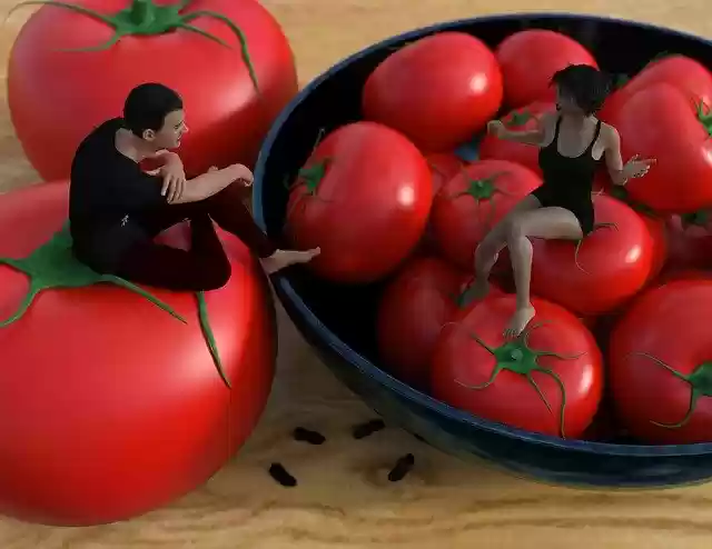 Free download Tomato Vegetable Fruit free illustration to be edited with GIMP online image editor