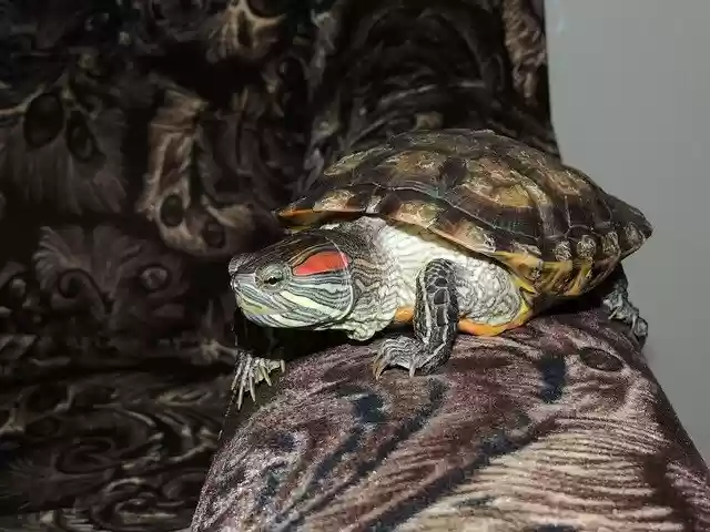 Free download Tortoise Pet Darling -  free photo or picture to be edited with GIMP online image editor